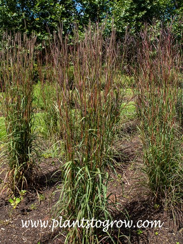 Karl's Cousin Big Bluestem (Andropogon geradii) 
early August
